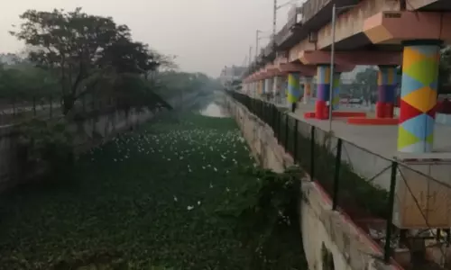 ஆகாயத்தாமரை அகற்றப்படுமா?