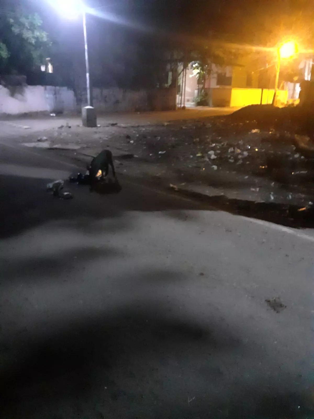 தெருவை ஆக்கிரமிக்கும் பன்றிகள்