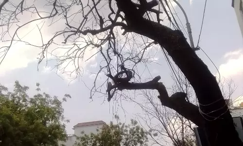 முறிந்து விழும் நிலையில் மரம்