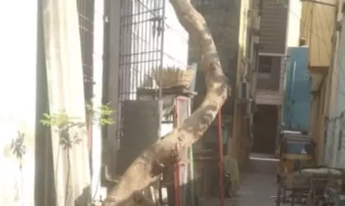 இடையூறு ஏற்படுத்தும் மரம்