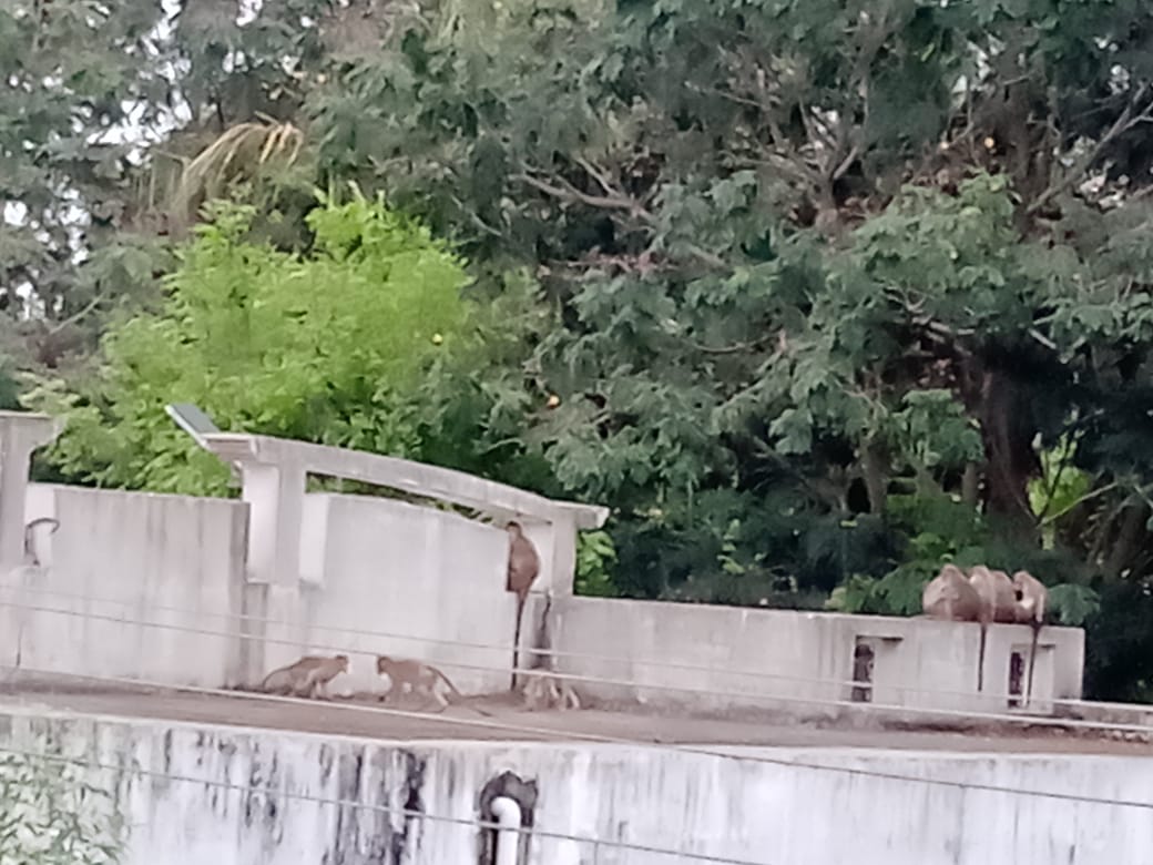 குரங்குகளால் தொல்லை குரங்குகளால் தொல்லை