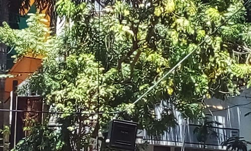 ஆபத்தான மின்சார கேபிள்