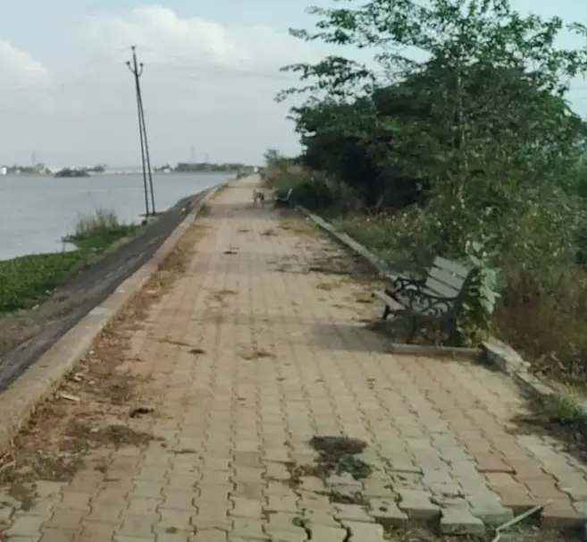 கருவேல மரங்களும்; நடைபாதையும்