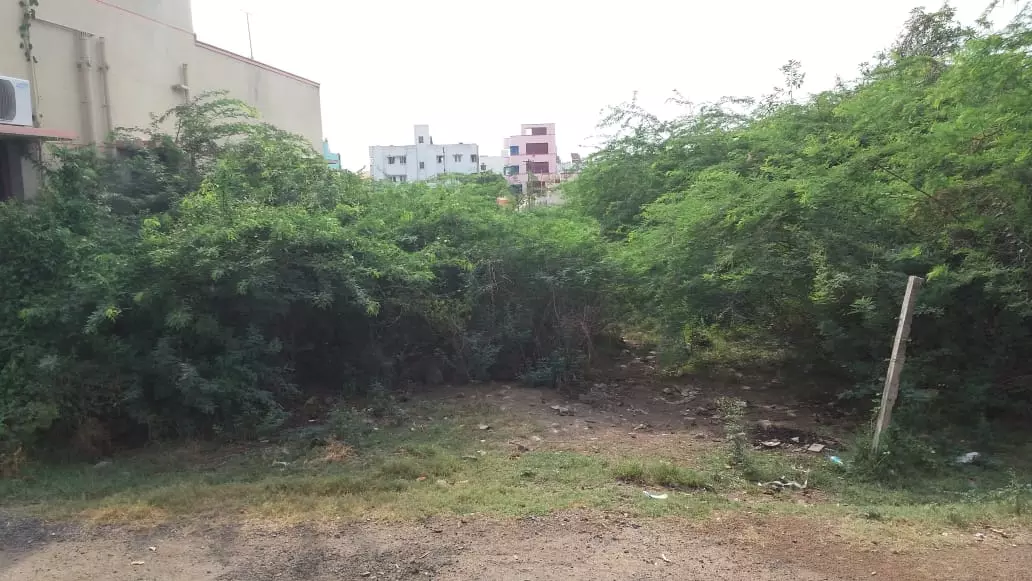 கருவேலமரங்களால் ஆபத்து கருவேலமரங்களால் ஆபத்து