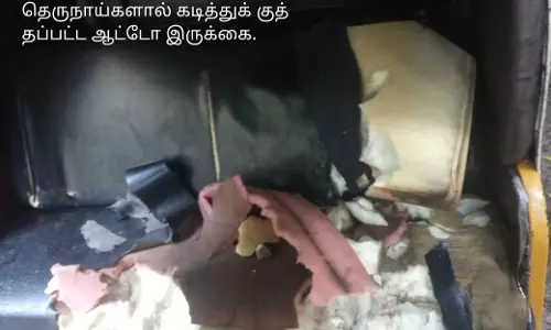 தெருநாய்கள் அட்டகாசம் தெருநாய்கள் அட்டகாசம்