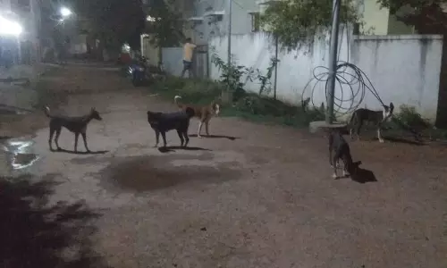 தெரு நாய்கள் தரும் தொல்லைகள்