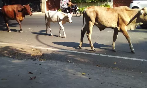 சாலையை ஆக்கிரமிக்கும் கால்நடைகள்