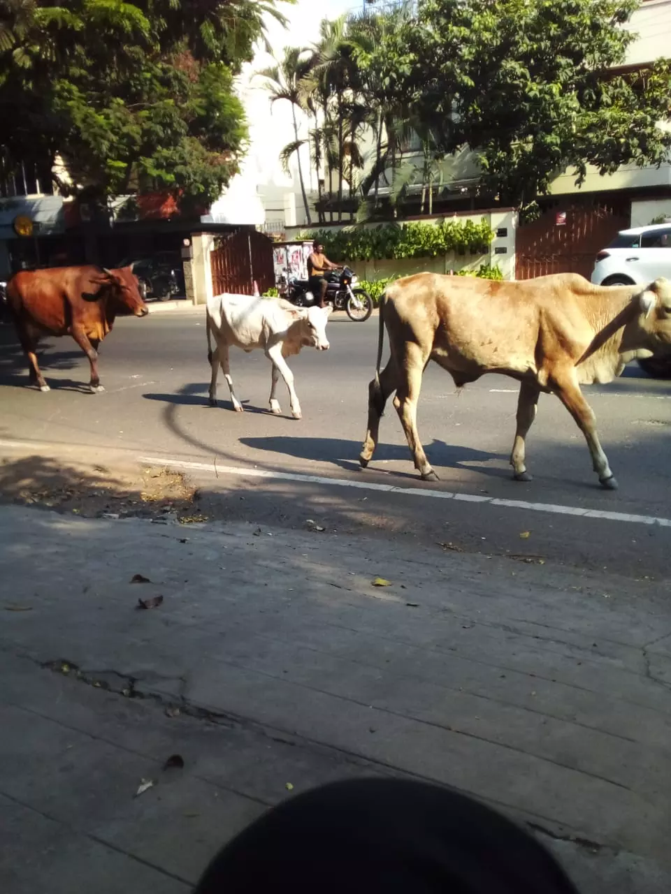சாலையை ஆக்கிரமிக்கும் கால்நடைகள் சாலையை ஆக்கிரமிக்கும் கால்நடைகள்