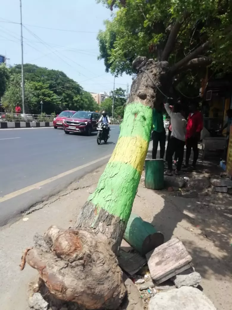 சாய்ந்த நிலையில் மரம் சாய்ந்த நிலையில் மரம்