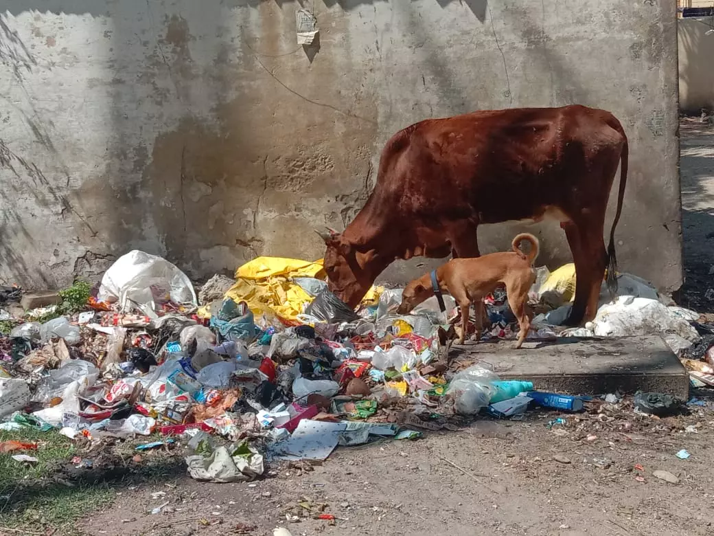 சுகாதார சீர்கேடு சுகாதார சீர்கேடு
