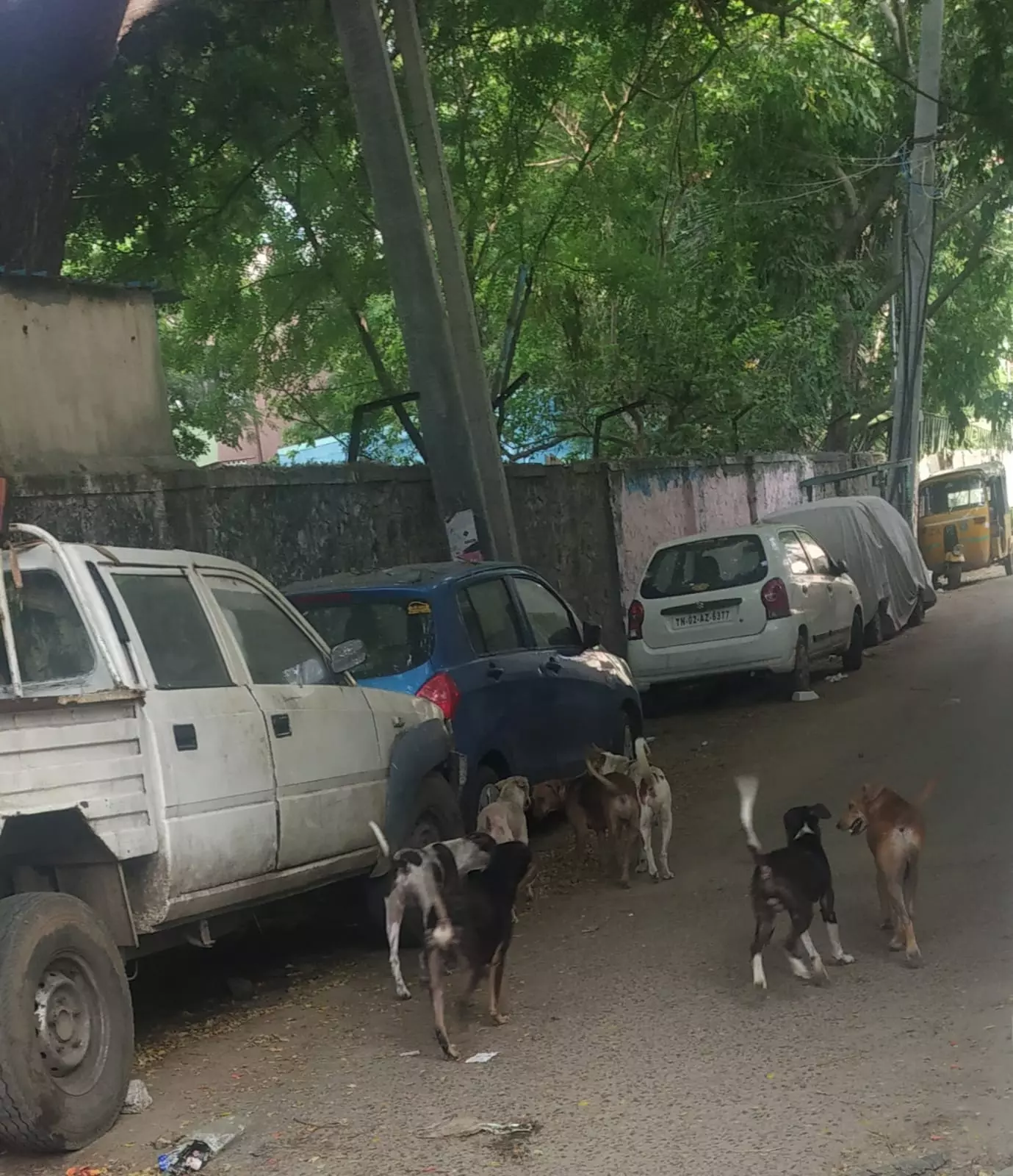 தெருநாய்கள் தொல்லை தெருநாய்கள் தொல்லை