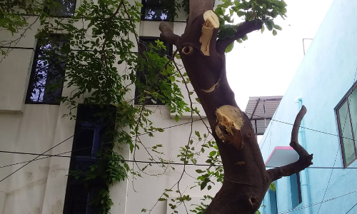 ஆபத்தான மரம் வெட்டப்பட்டது ஆபத்தான மரம் வெட்டப்பட்டது