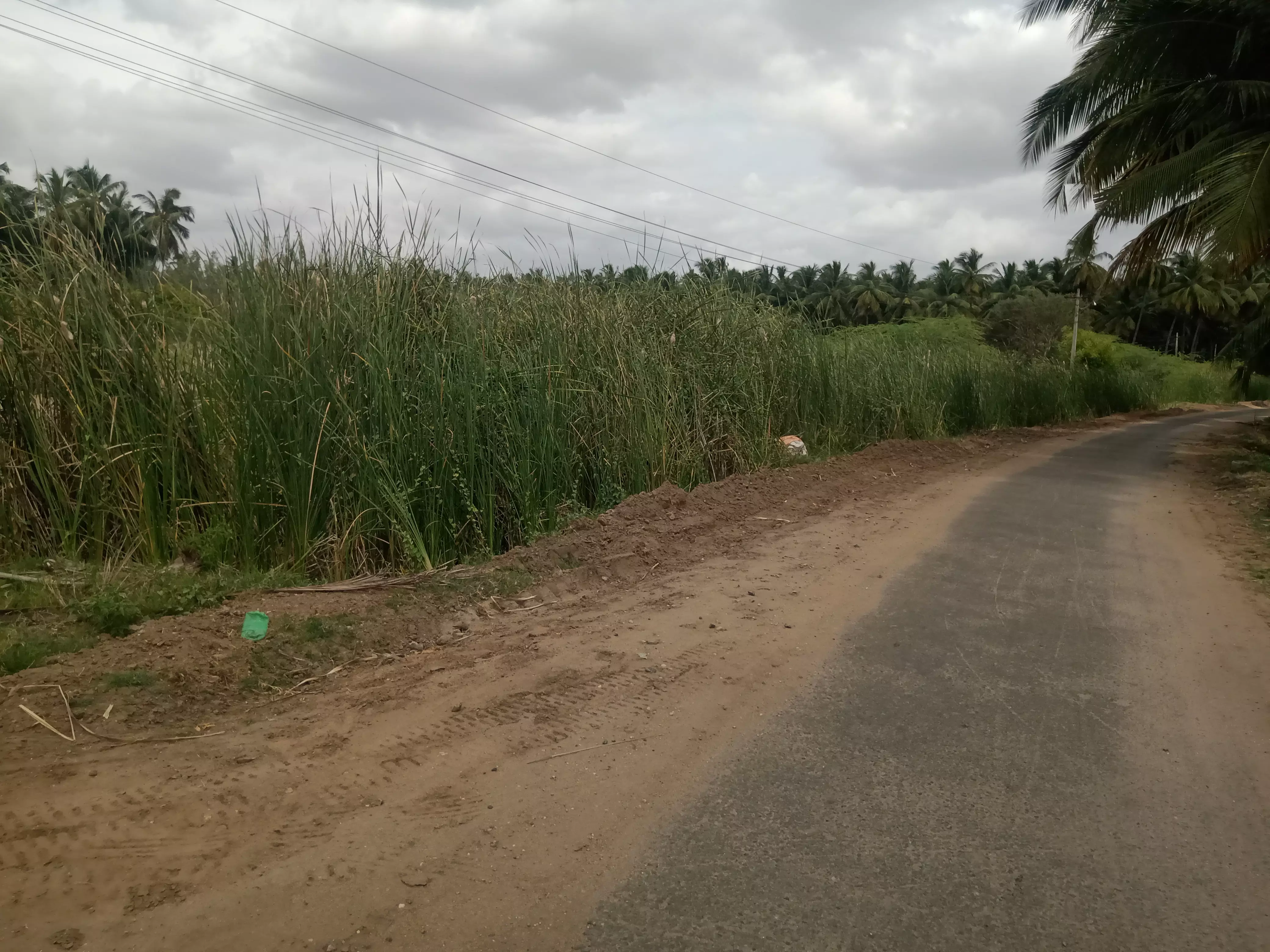 கழிவுநீர் கால்வாயில் முளைத்துள்ள செடி, கொடிகள்