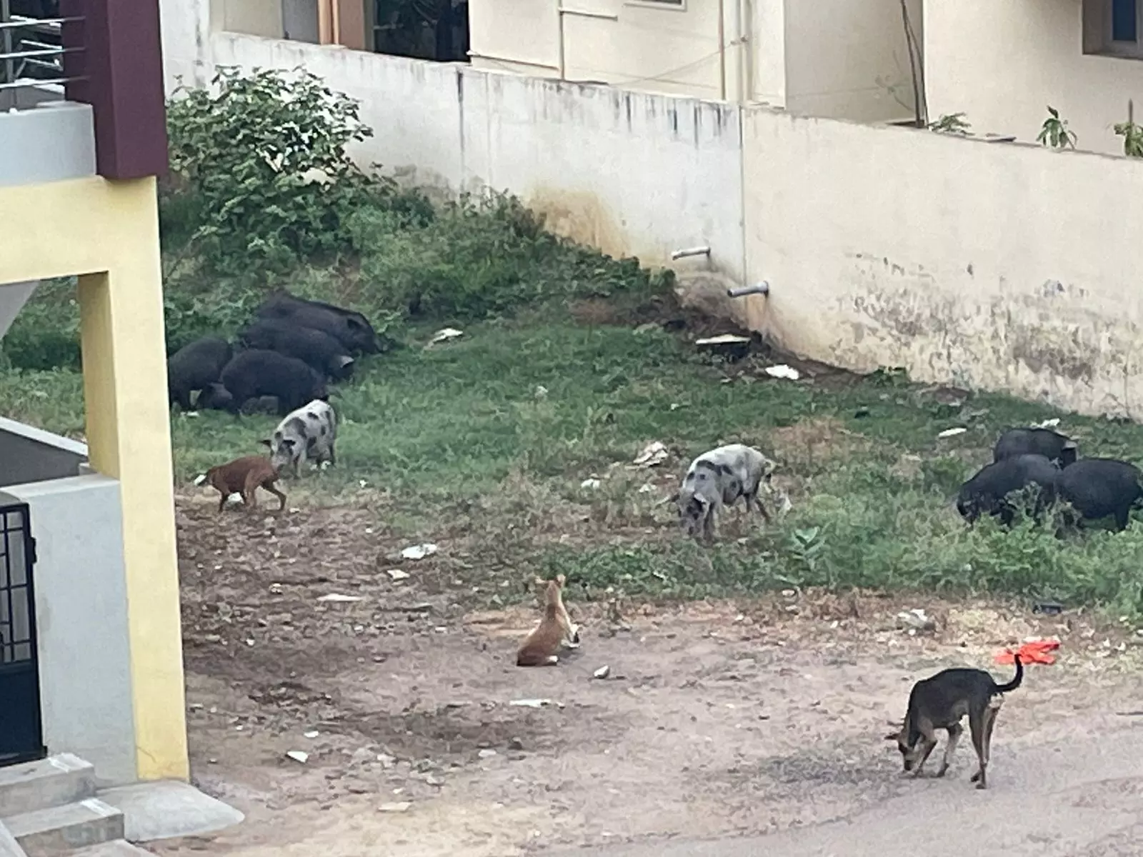 பன்றிகளால் நோய் பரவும் அபாயம்