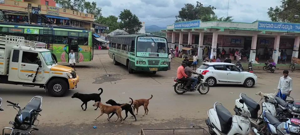 நாய்கள் தொல்லை