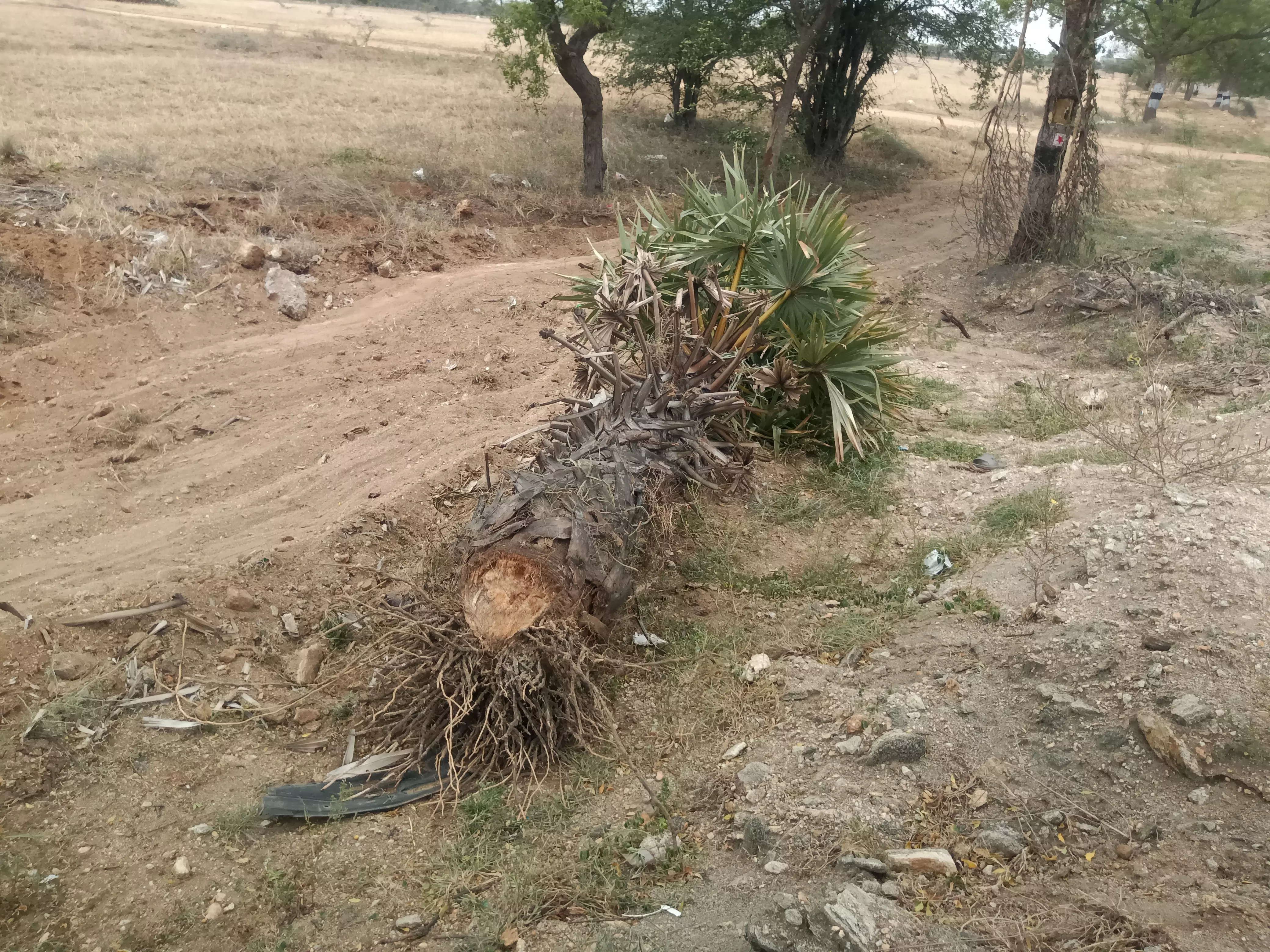 பனை மரத்தை பிடுங்கியவர்கள் மீது நடவடிக்கை எடுக்கப்படுமா?