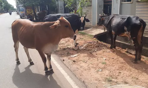 வாகன ஓட்டிகள் அவதி வாகன ஓட்டிகள் அவதி