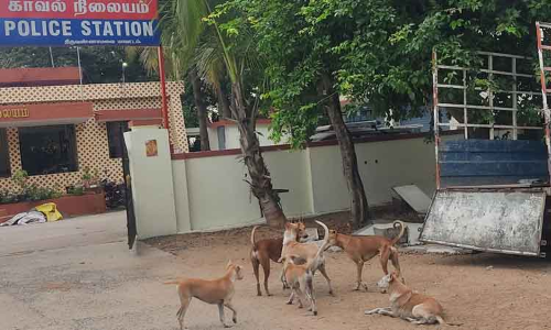 நாய்கள் தொல்லை