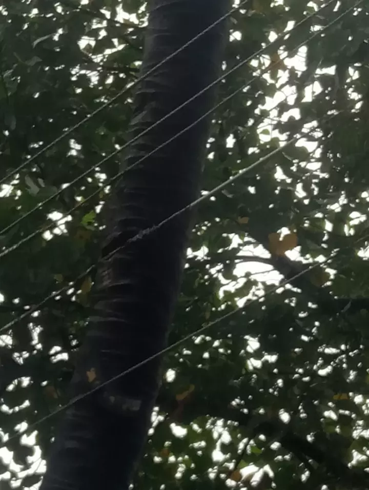 ஆபத்தான மின்கம்பிகள்