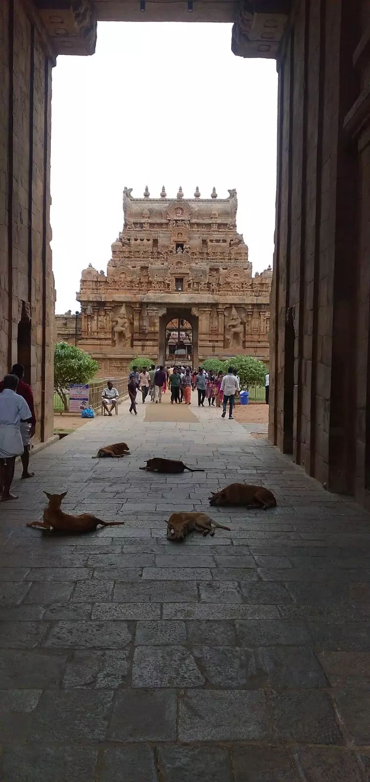 நாய்கள் தொல்லை