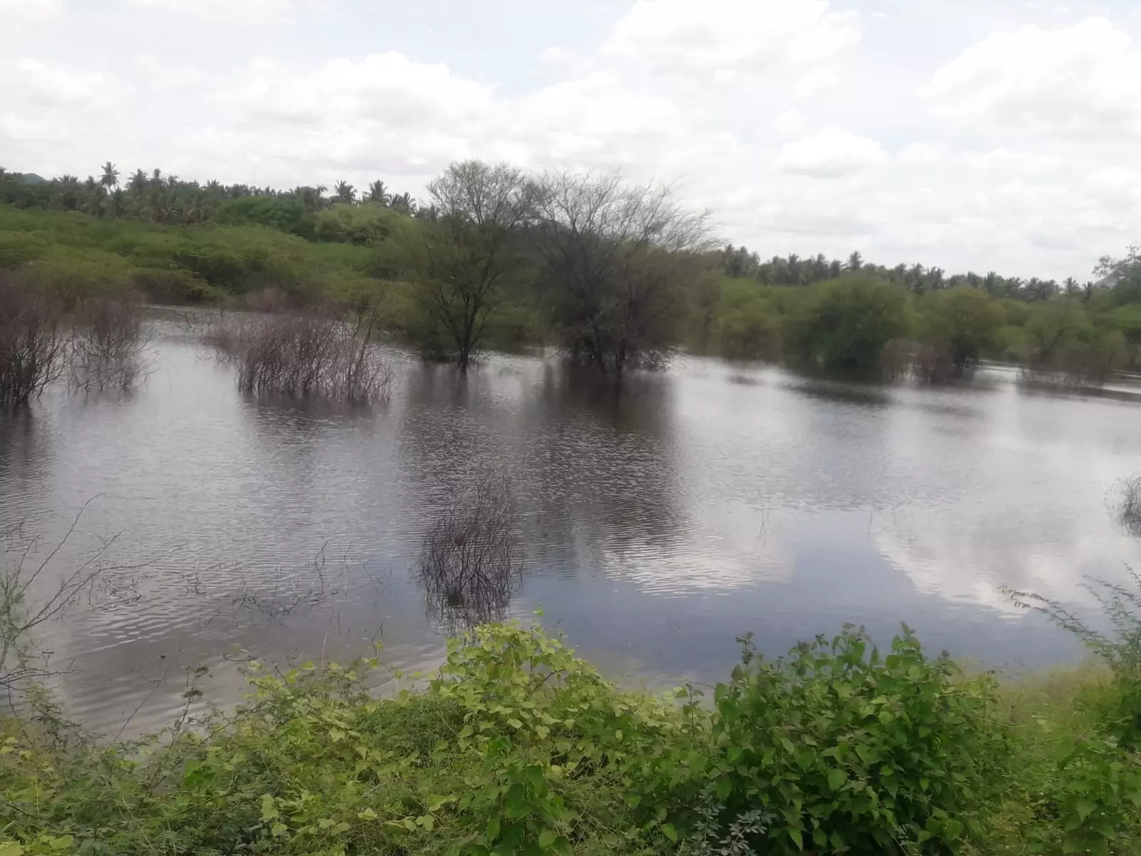 ஏரியை ஆக்கிரமித்த கருவேல மரங்கள்