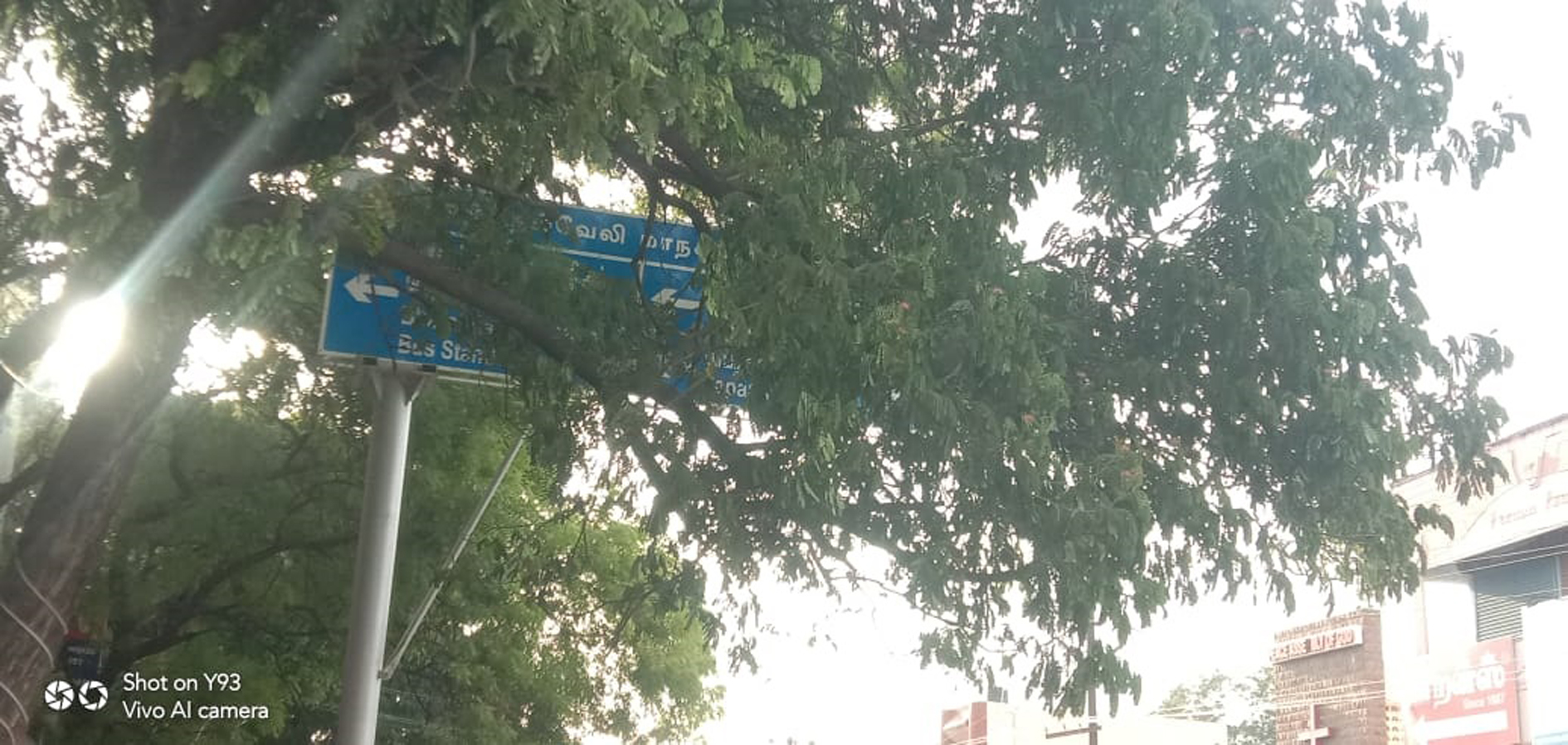 அறிவிப்பு பலகையை மறைத்த மரக்கிளைகள்