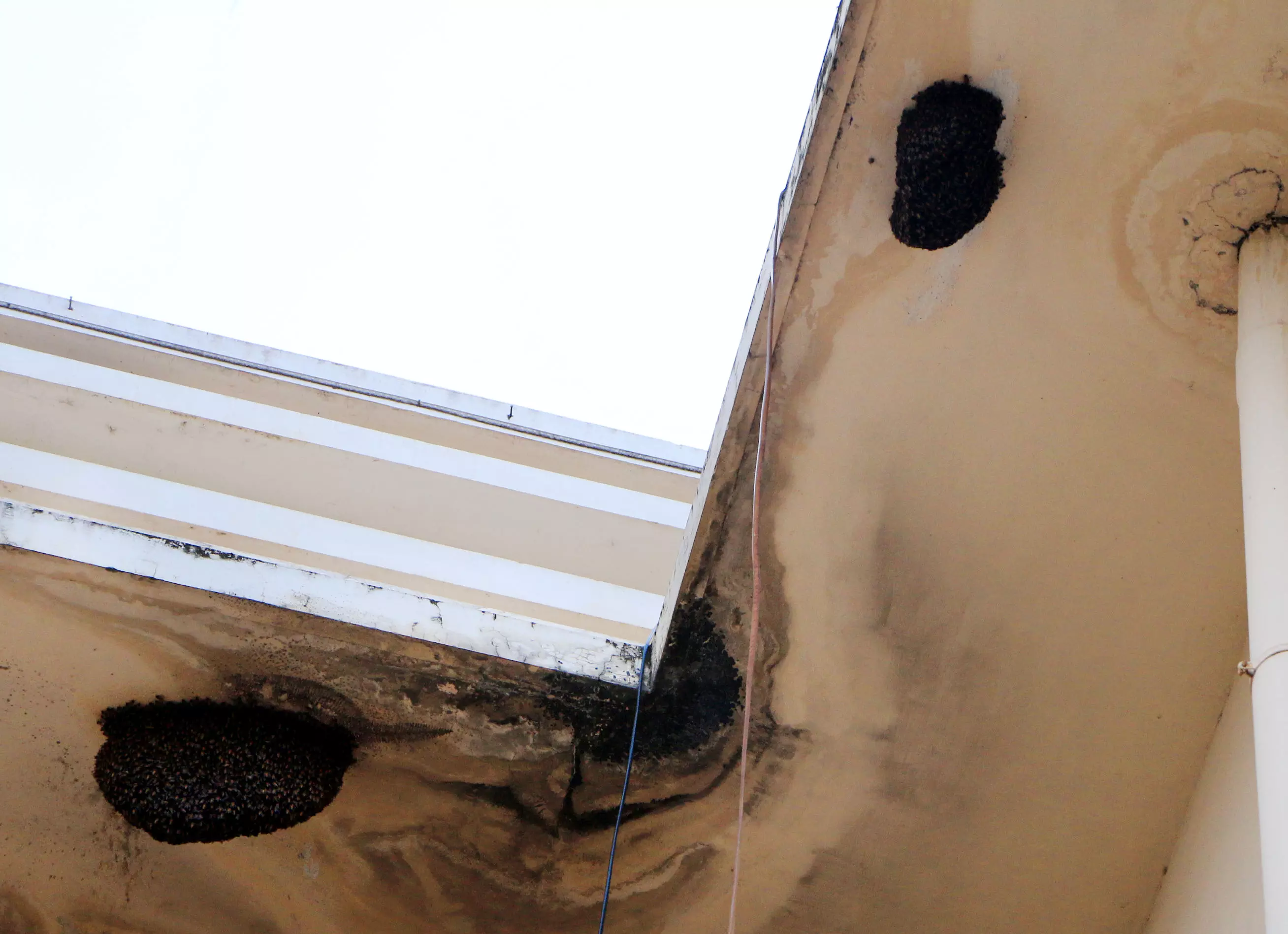 தேன் கூடுகள் அகற்றப்படுமா?