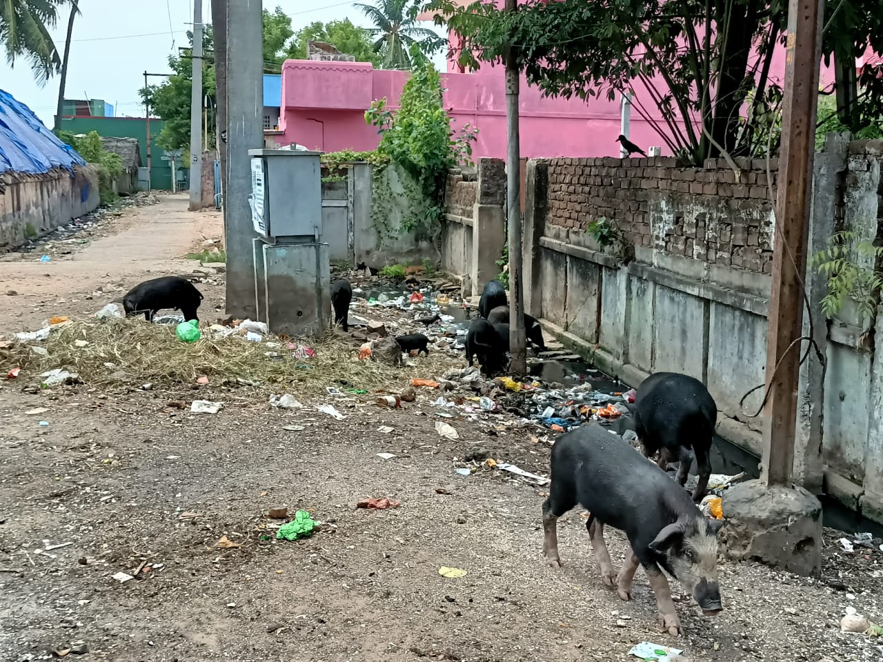 பன்றிகள் தொல்லையால் அவதிப்படும் மக்கள்