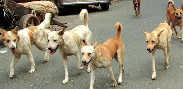 தெருநாய்களால் தொல்லை