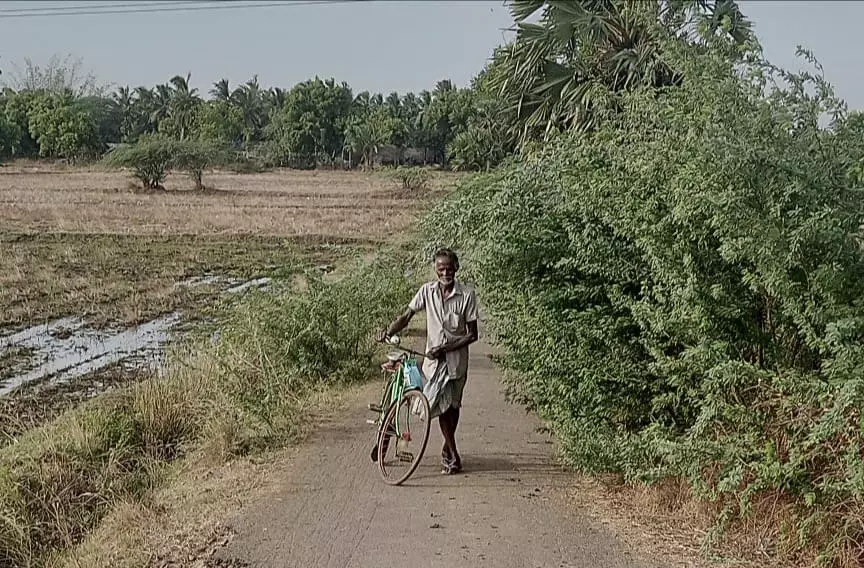 போக்குவரத்துக்கு இடையூறாக கருவேலமரங்கள் போக்குவரத்துக்கு இடையூறாக கருவேலமரங்கள்