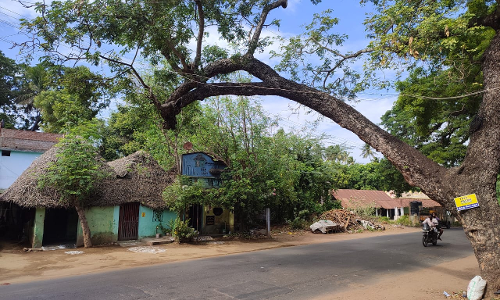 மரக்கிளை அகற்றப்படுமா?