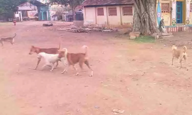 நாய்கள் தொல்லை