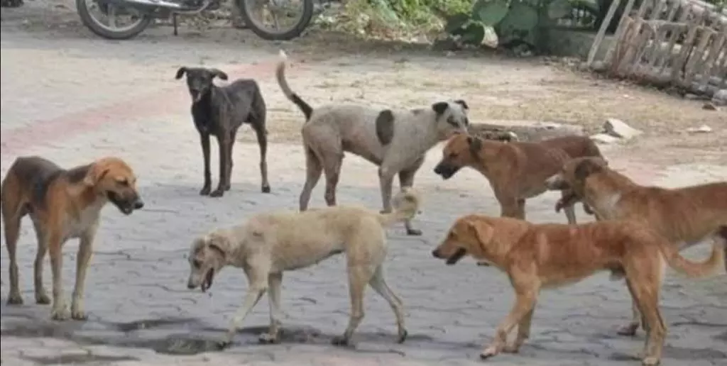 தெருநாய்கள் தொல்லை தெருநாய்கள் தொல்லை