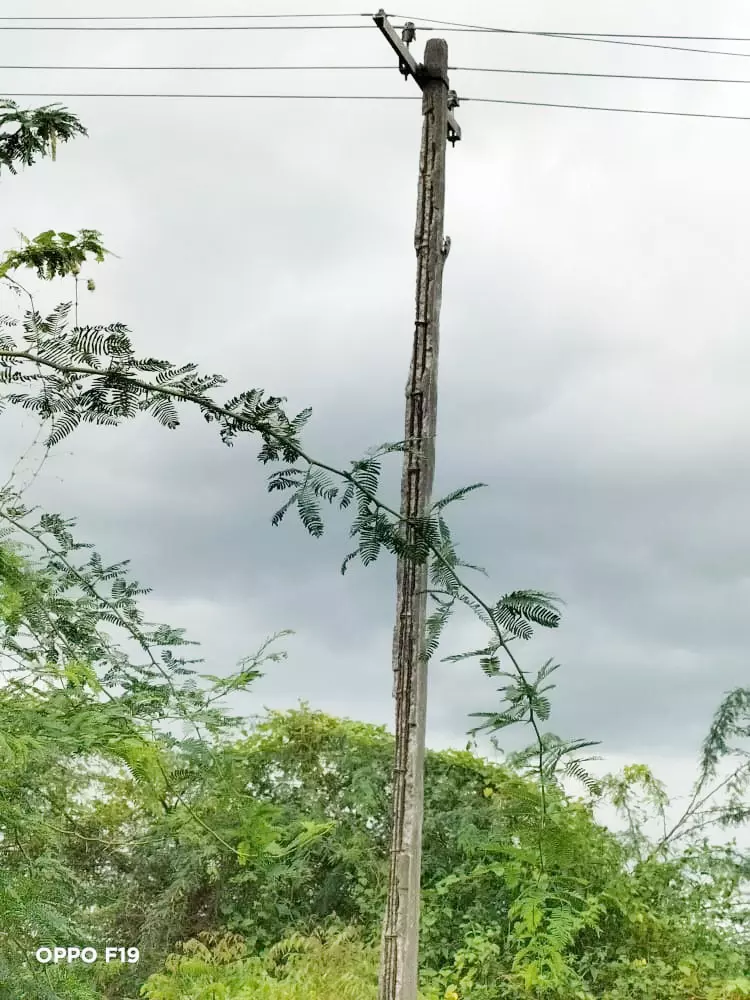 எலும்பு கூடான மின்கம்பம் எலும்பு கூடான மின்கம்பம்