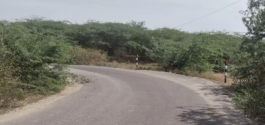 விபத்தை ஏற்படுத்தும் கருவேலமரங்கள்