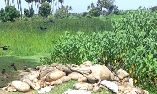 தூர்வாரப்படாத குளம் தூர்வாரப்படாத குளம்