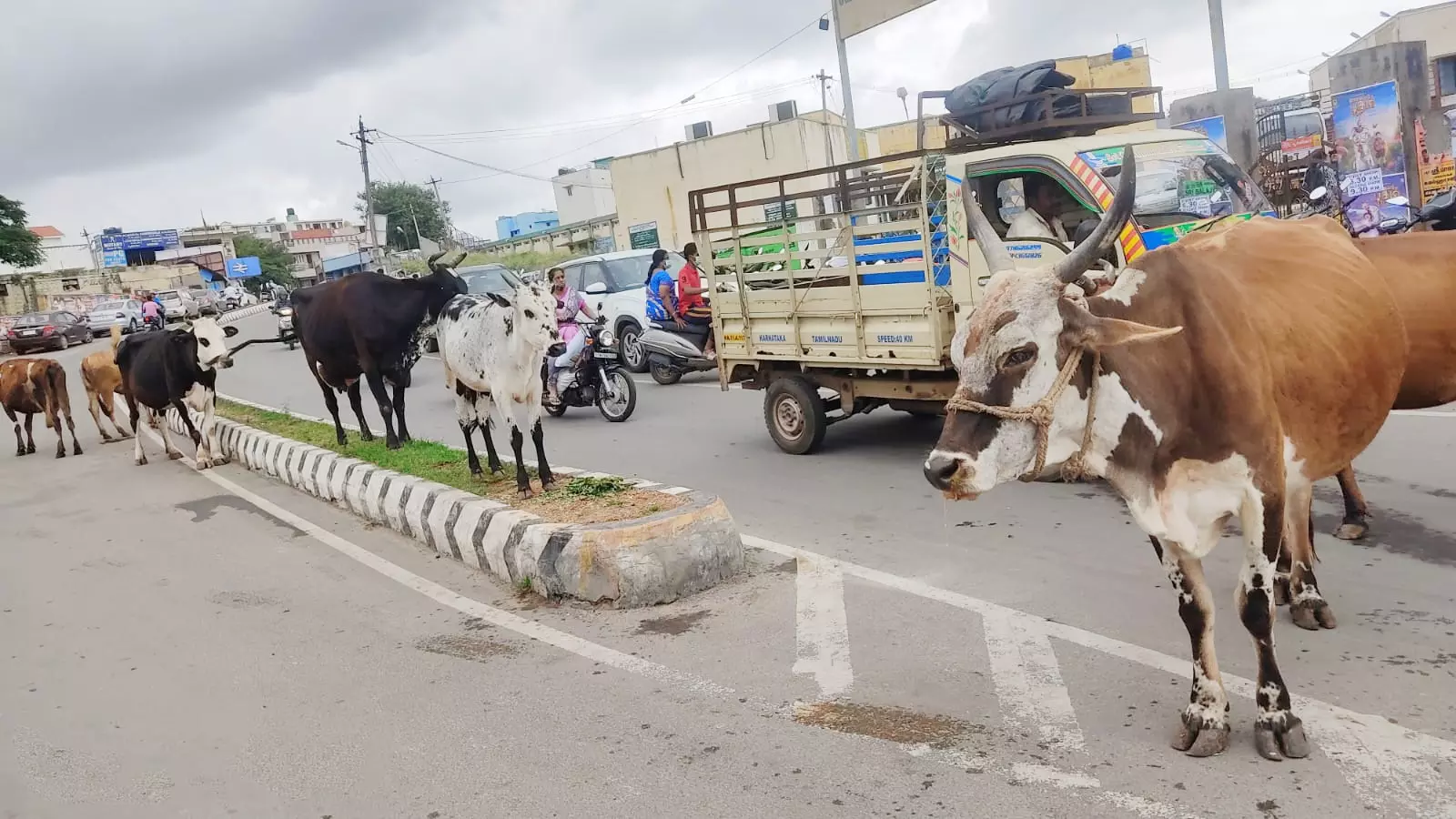 சாலையில் சுற்றித்திரியும் மாடுகள்