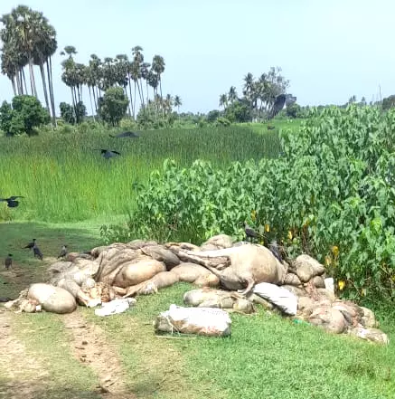 தூர்வாரப்படாத குளம் தூர்வாரப்படாத குளம்