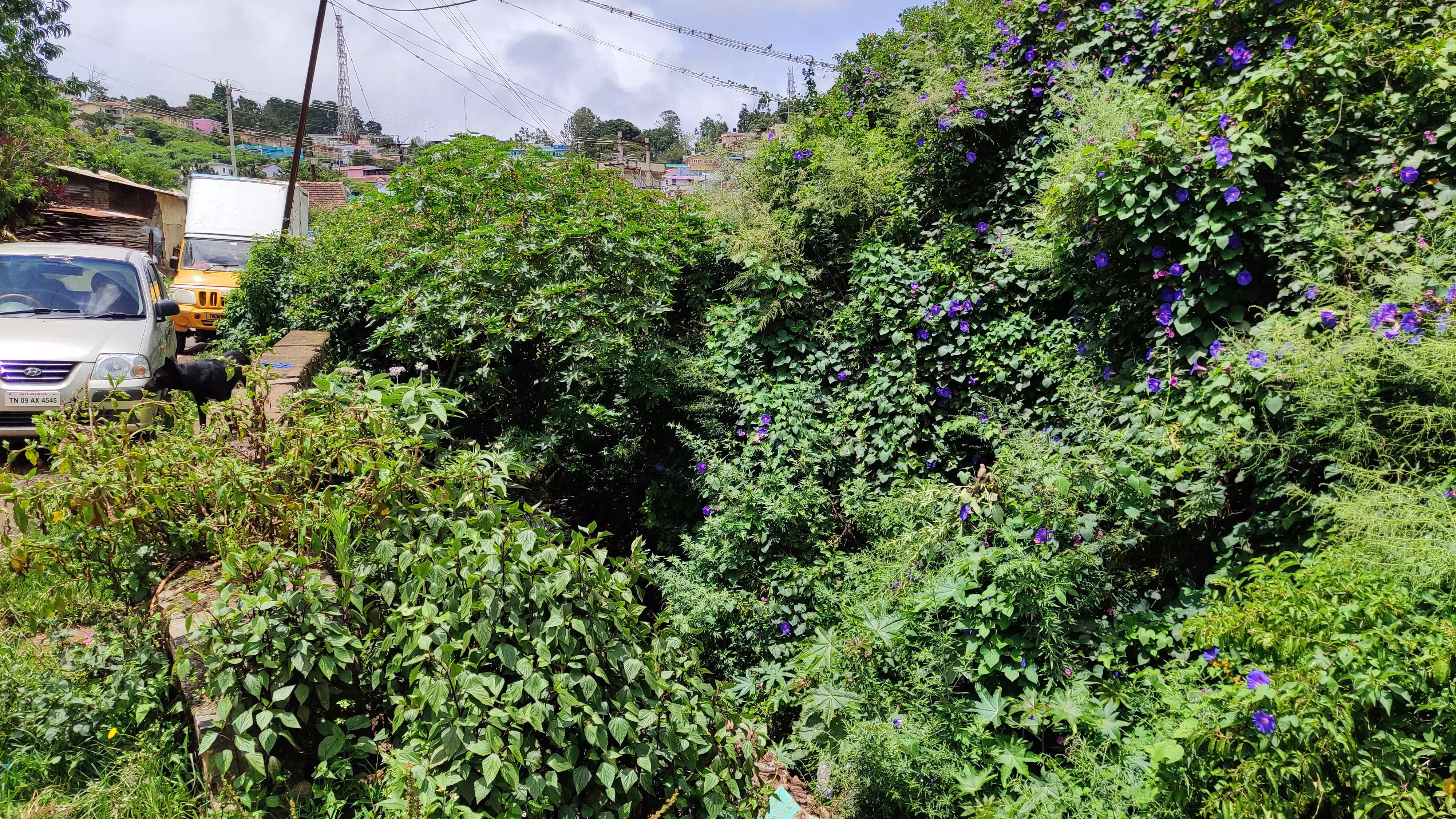 ஓடை தூர்வாரப்படுமா? ஓடை தூர்வாரப்படுமா?