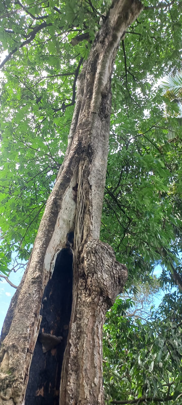 ஆபத்தான மரம் ஆபத்தான மரம்