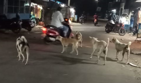 நாய்கள் தொல்லை