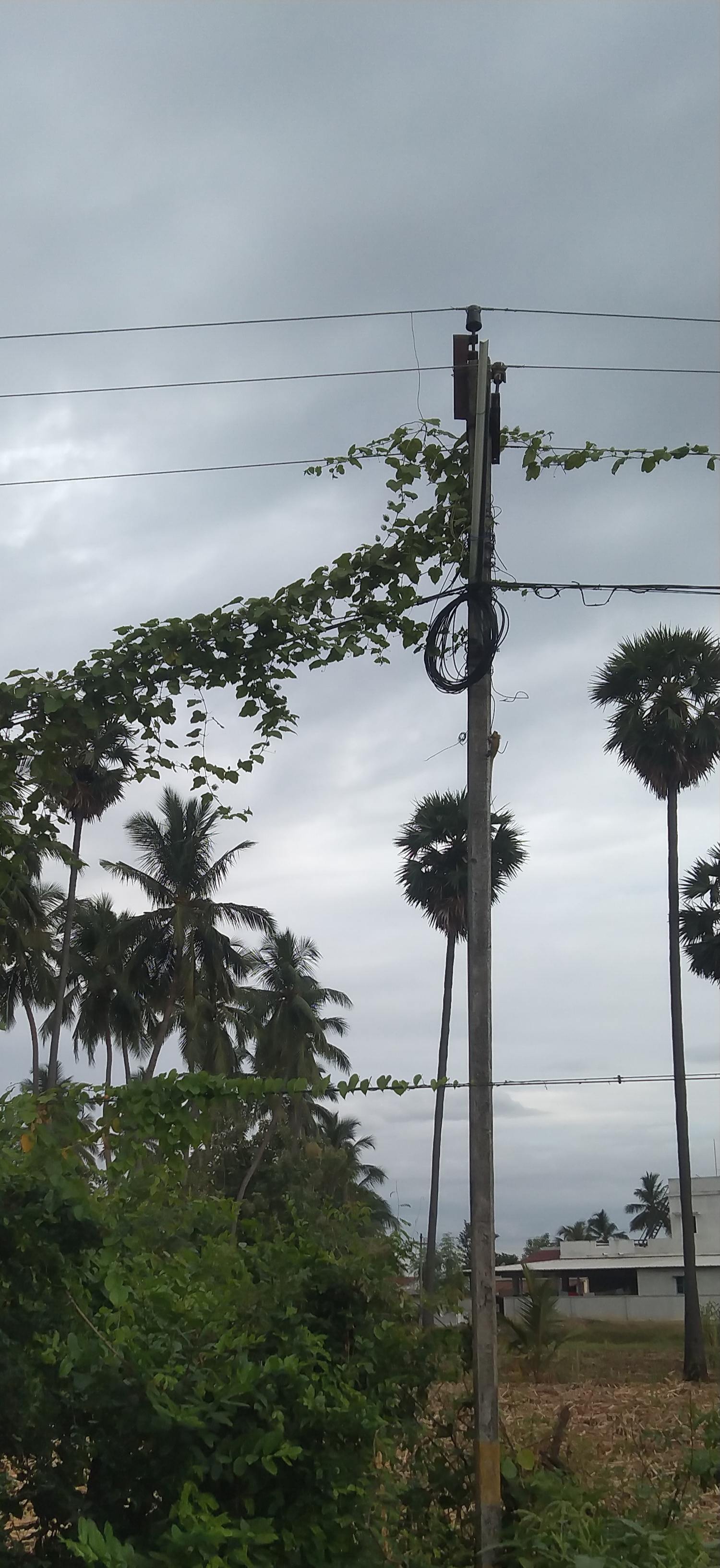 மின் கம்பத்தில் செடி மின் கம்பத்தில் செடி