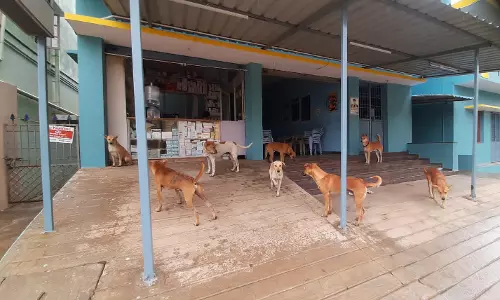 தெருநாய்கள் தொல்லை