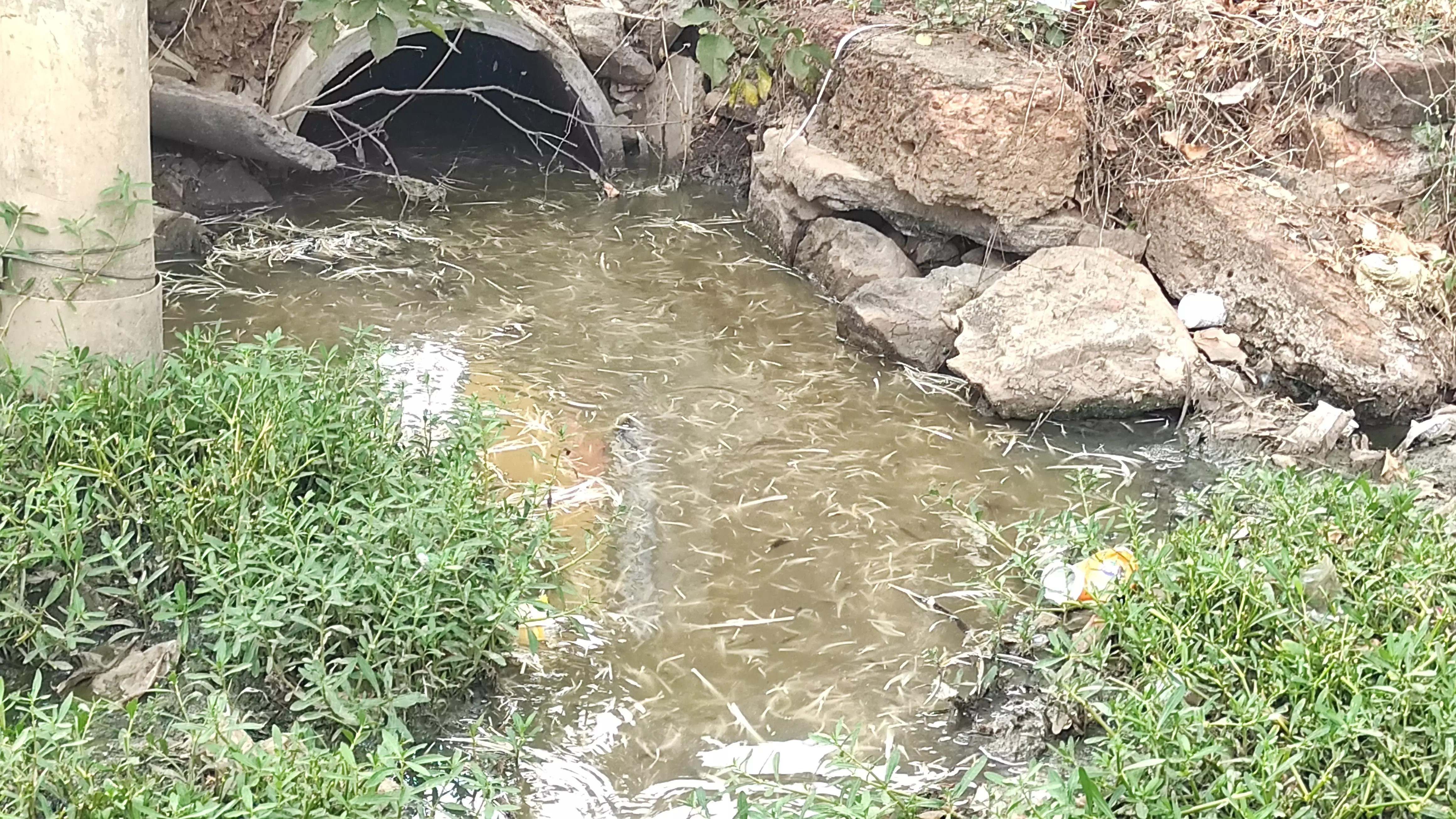 கோழிக்கழிவுகளால் நோய் பரவும் அபாயம்