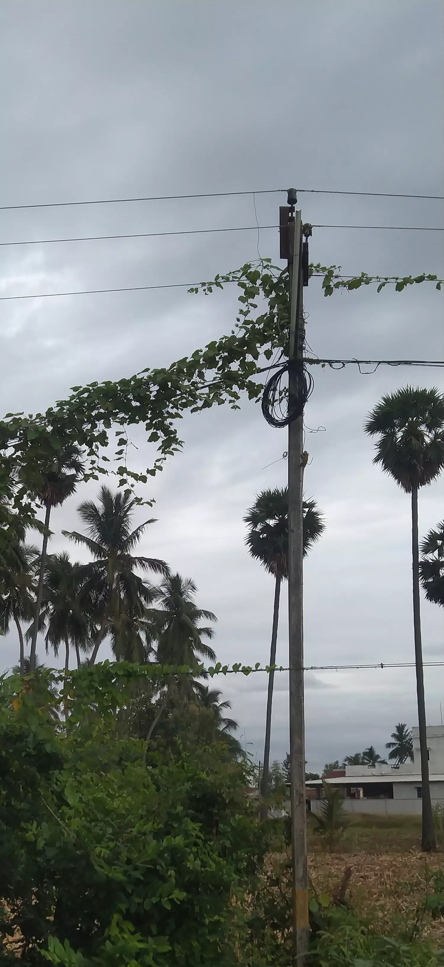 மின் கம்பத்தில் செடி