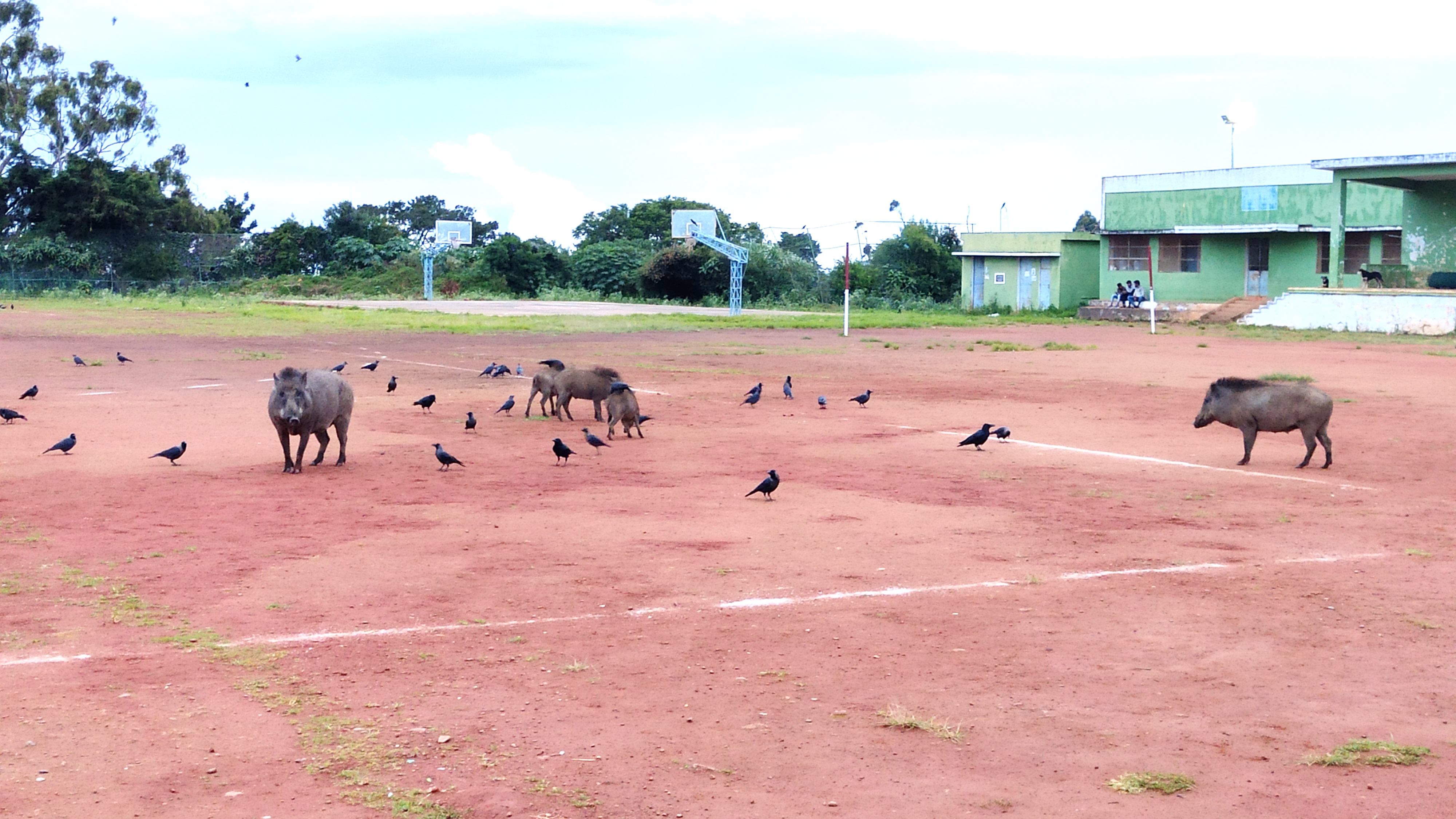 காட்டுப்பன்றிகள் தொல்லை காட்டுப்பன்றிகள் தொல்லை