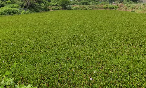 வாய்க்கால் தூர்வாரப்படுமா?