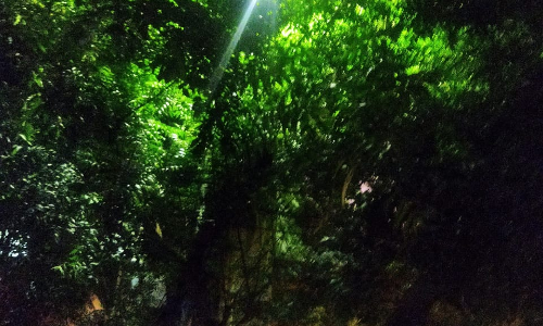 தெருவிளக்கை மறைக்கும் இலைகள்