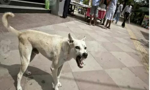 வெறிநாய்களால் மக்கள் அச்சம்