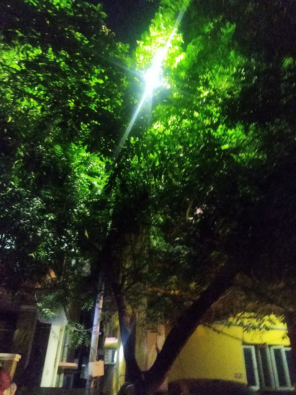 தெருவிளக்கை மறைக்கும் இலைகள் தெருவிளக்கை மறைக்கும் இலைகள்